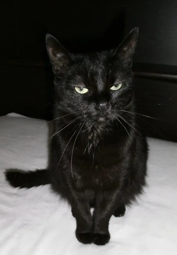 Image from Minou ( Mini )