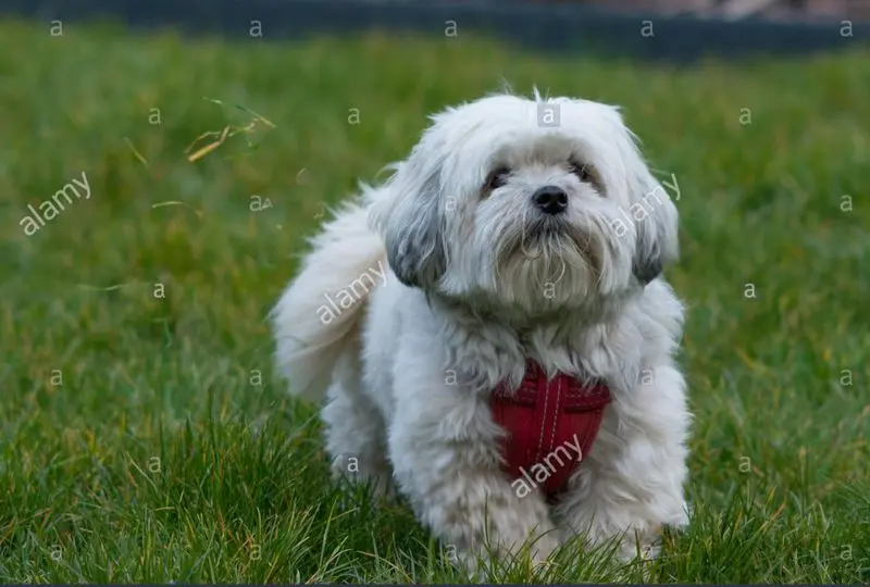 Condolence image of Tanja mit Timmy im Herzen