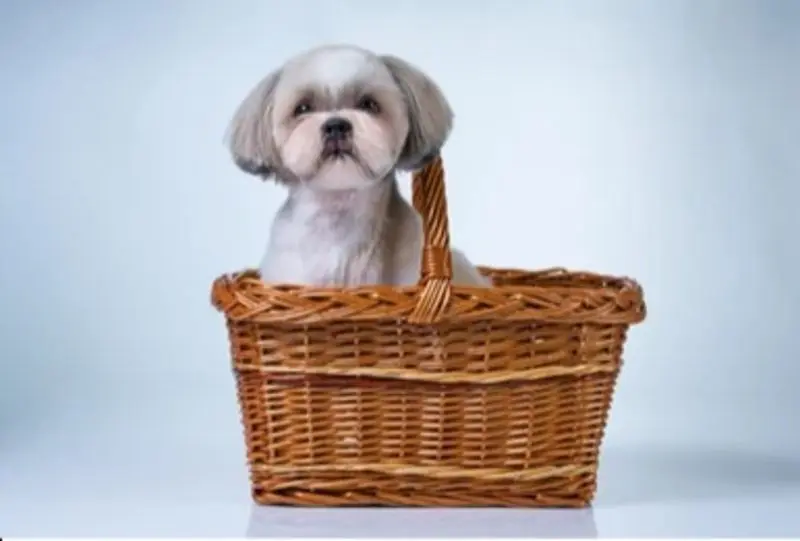 Condolence image of Tanja mit Timmy im Herzen