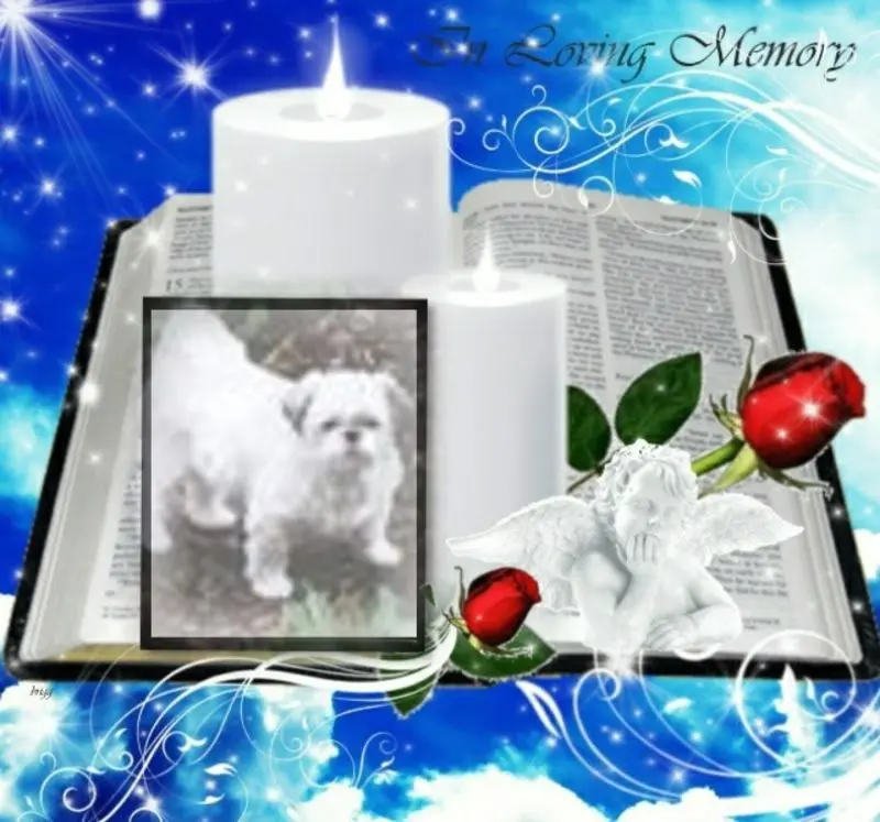 Condolence image of 1.Sternchen❤️Gedenktag❤️