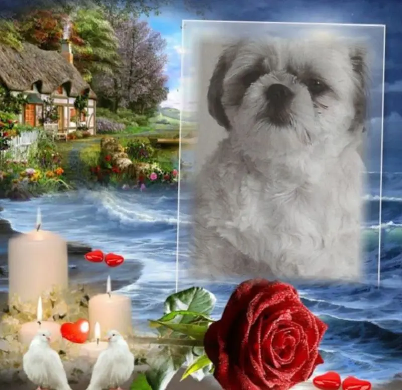 Condolence image of Fur Eny❤️
