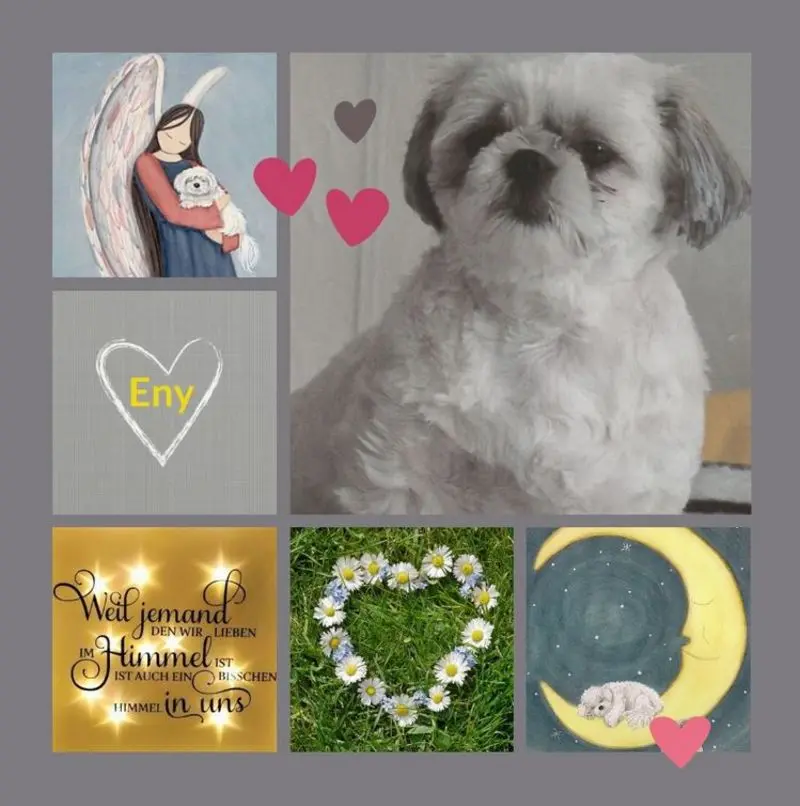 Condolence image of Verspätete Rosen zum 1. Gedenktag