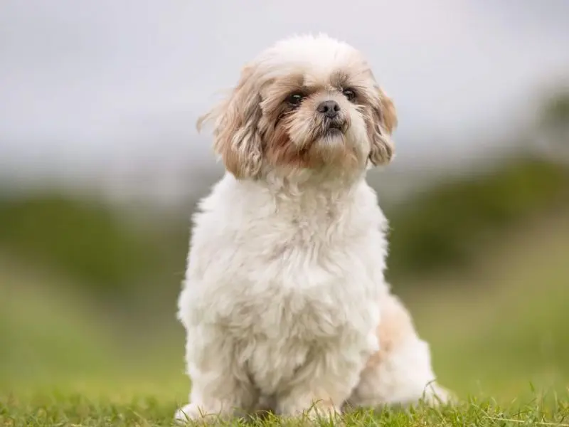 Condolence image of Tanja mit Timmy im Herzen 