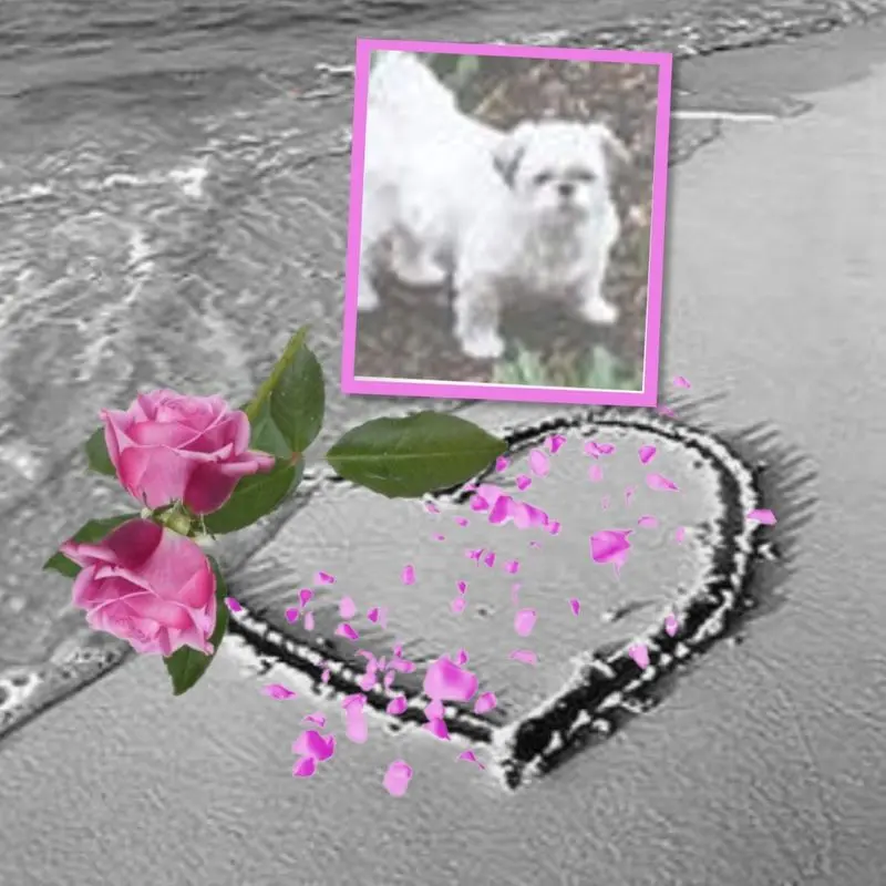 Condolence image of ❤️❤️❤️❤️❤️❤️❤️❤️❤️❤️❤️❤️❤️❤️