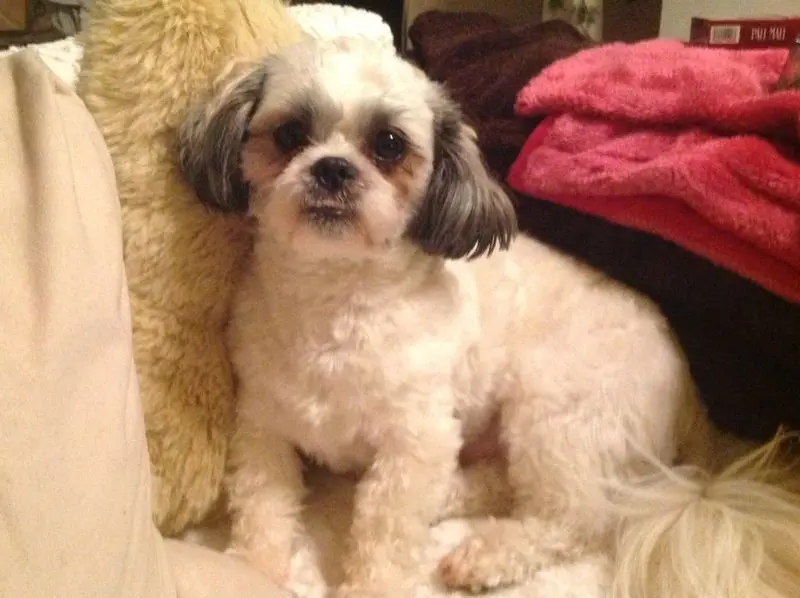 Condolence image of Tanja mit Timmy im Herzen 