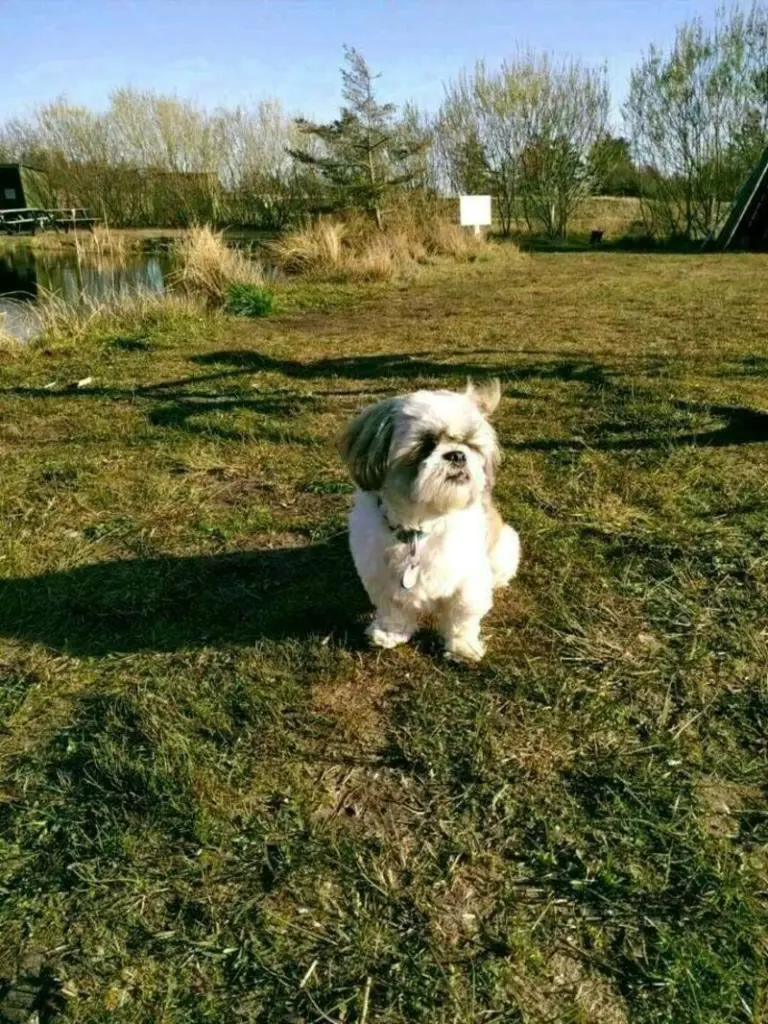 Condolence image of Tanja mit Timmy im Herzen