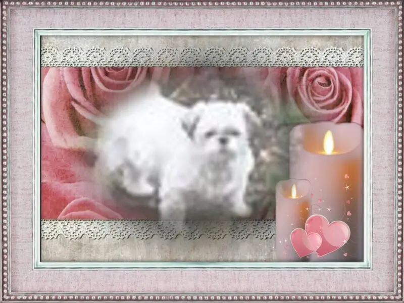 Condolence image of ❤️❤️❤️❤️❤️❤️❤️❤️❤️❤️❤️❤️❤️❤️