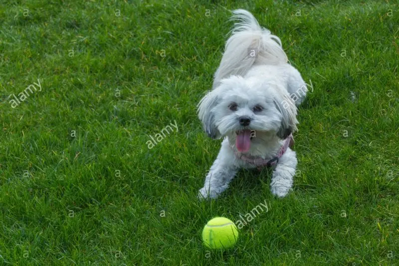 Condolence image of Tanja mit Timmy im Herzen 