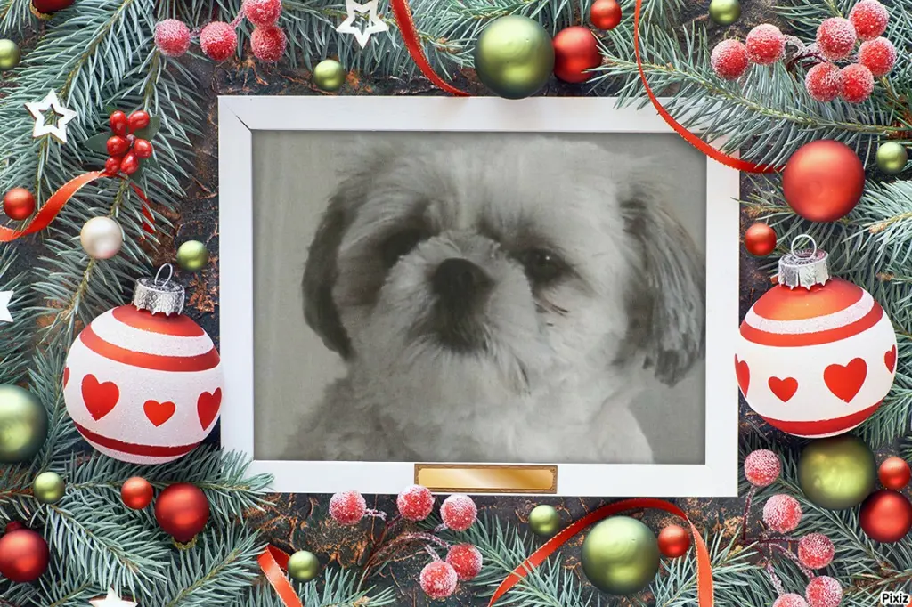 Condolence image of Tanja mit Timmy im Herzen 