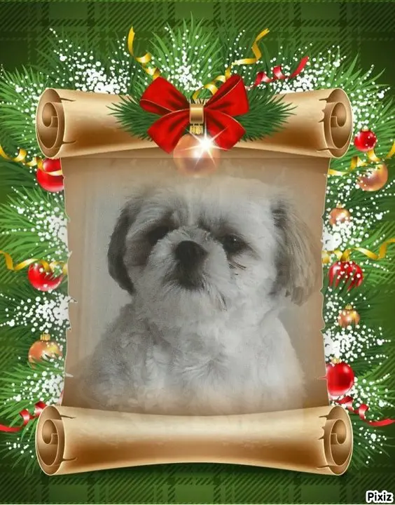 Condolence image of Tanja mit Timmy im Herzen 