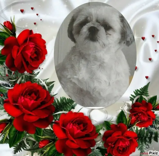 Condolence image of Tanja mit Timmy im Herzen 