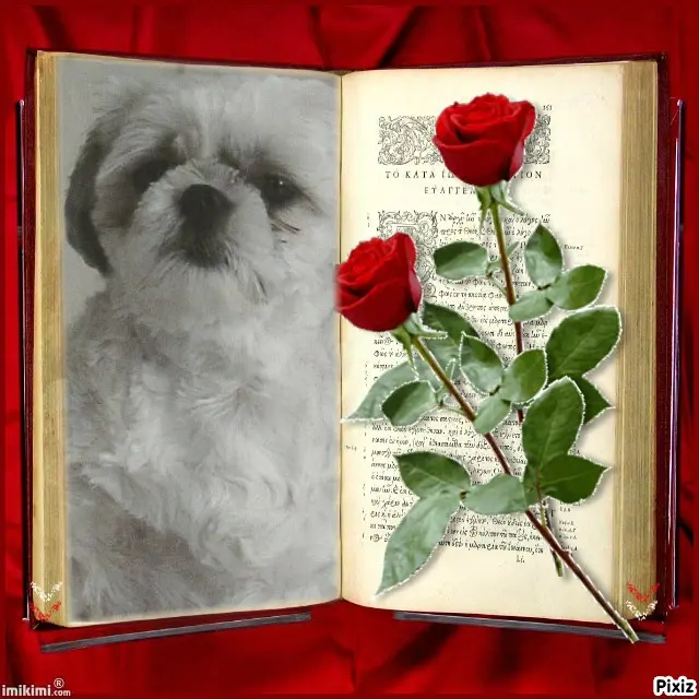 Condolence image of Tanja mit Timmy im Herzen 