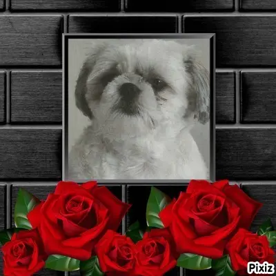 Condolence image of Tanja mit Timmy im Herzen