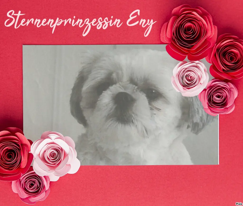 Condolence image of Tanja mit Timmy im Herzen