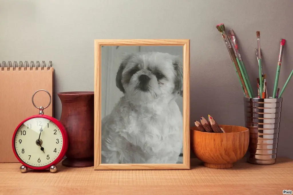 Condolence image of Tanja mit Timmy im Herzen