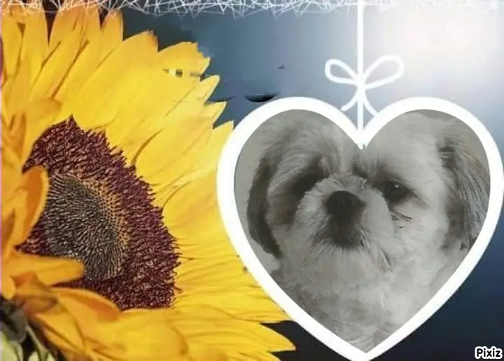 Condolence image of Tanja mit Timmy im Herzen