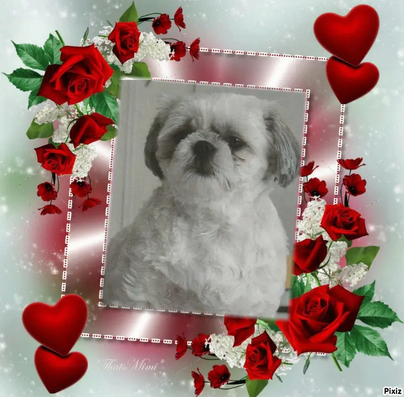 Condolence image of Tanja mit Timmy im Herzen