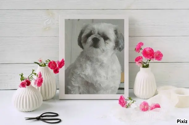 Condolence image of Tanja mit Timmy im Herzen 