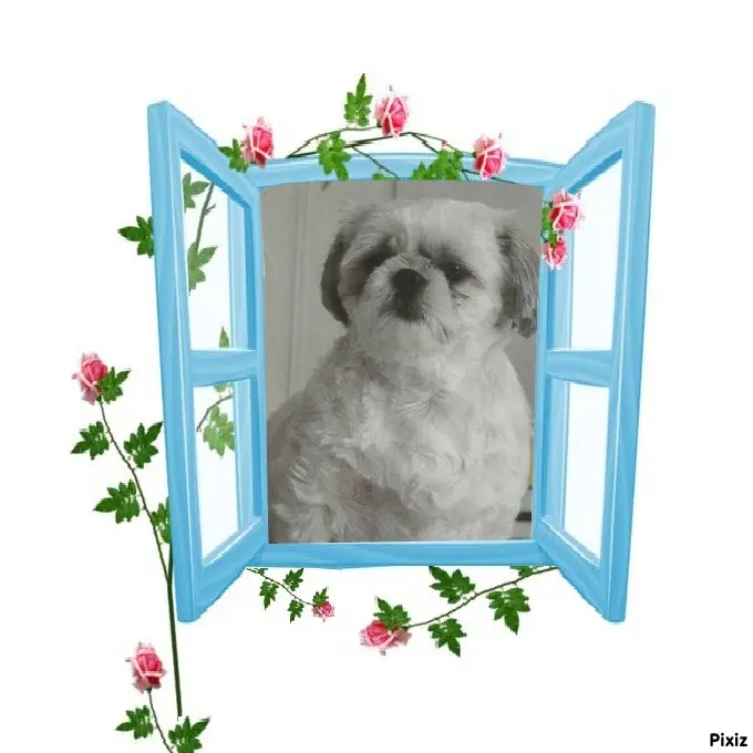 Condolence image of Tanja mit Timmy im Herzen 