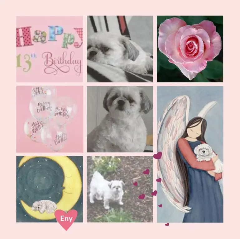 Condolence image of Rosen zum 13. Geburtstag für Eny 