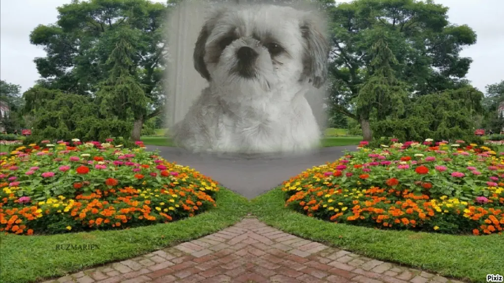 Condolence image of Tanja mit Timmy im Herzen 