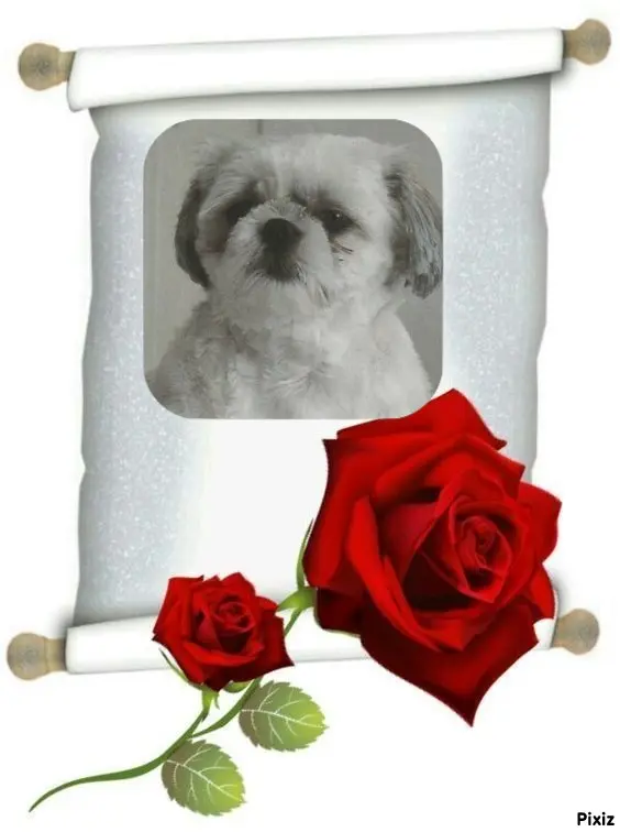 Condolence image of Tanja mit Timmy im Herzen