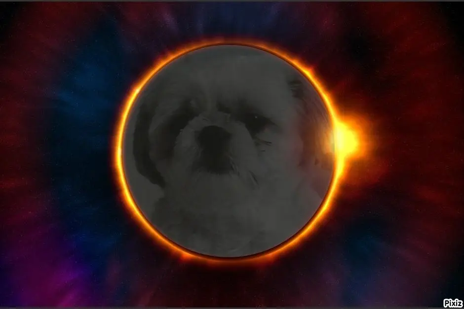 Condolence image of Tanja mit Timmy im Herzen