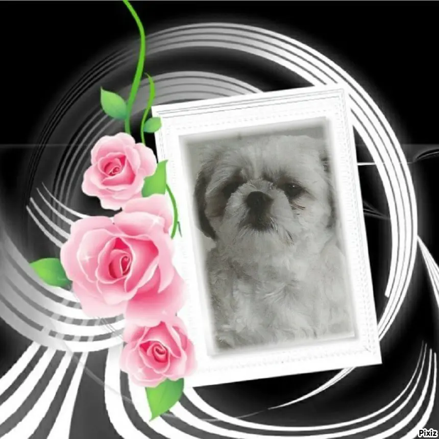 Condolence image of Tanja mit Timmy im Herzen