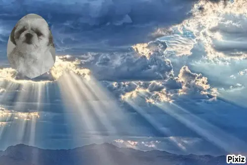 Condolence image of Tanja mit Timmy im Herzen