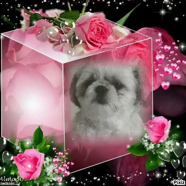 Condolence image of Tanja mit Timmy im Herzen