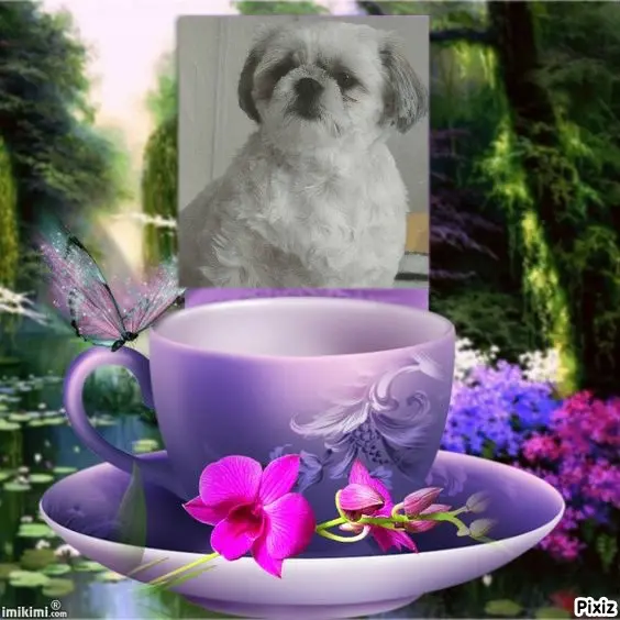 Condolence image of Tanja mit Timmy im Herzen