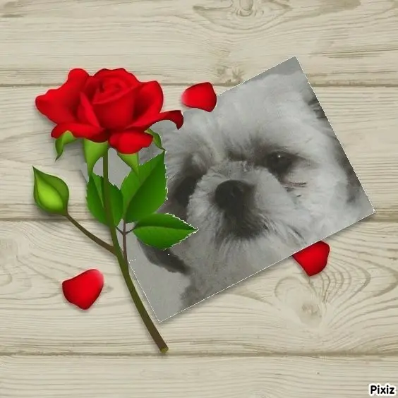 Condolence image of Tanja mit Timmy im Herzen 