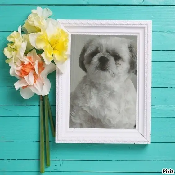 Condolence image of Tanja mit Timmy im Herzen 