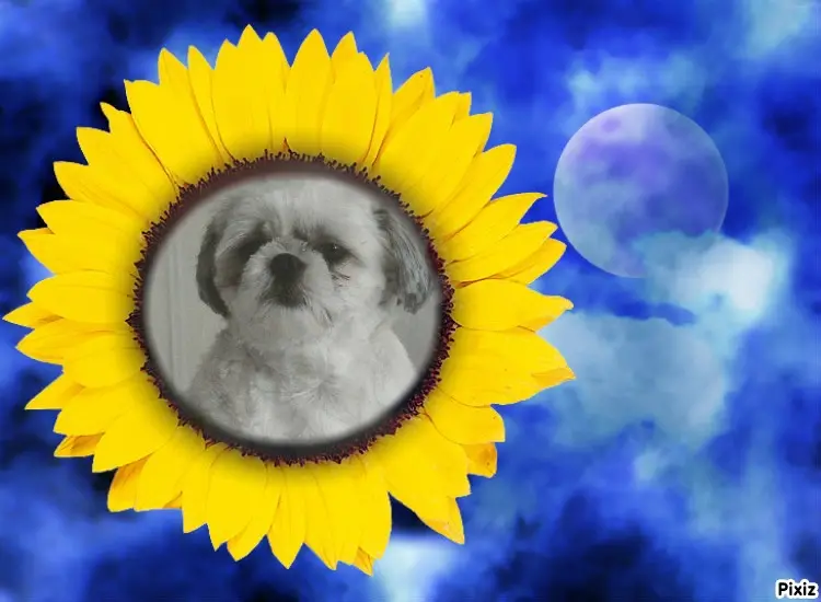 Condolence image of Tanja mit Timmy im Herzen 