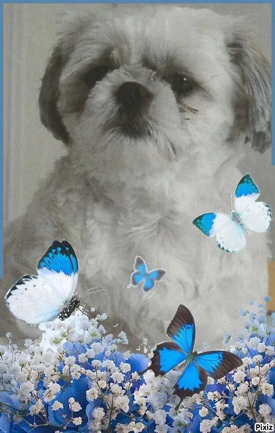 Condolence image of Tanja mit Timmy im Herzen 