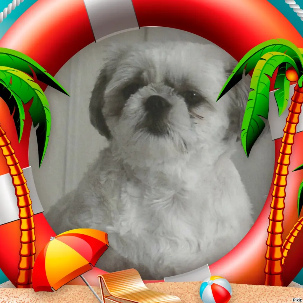 Condolence image of Tanja mit Timmy im Herzen 