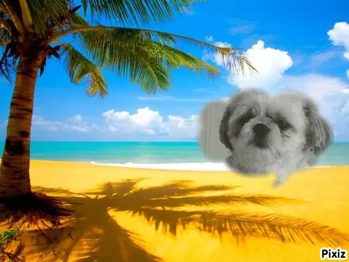 Condolence image of Tanja mit Timmy im Herzen 