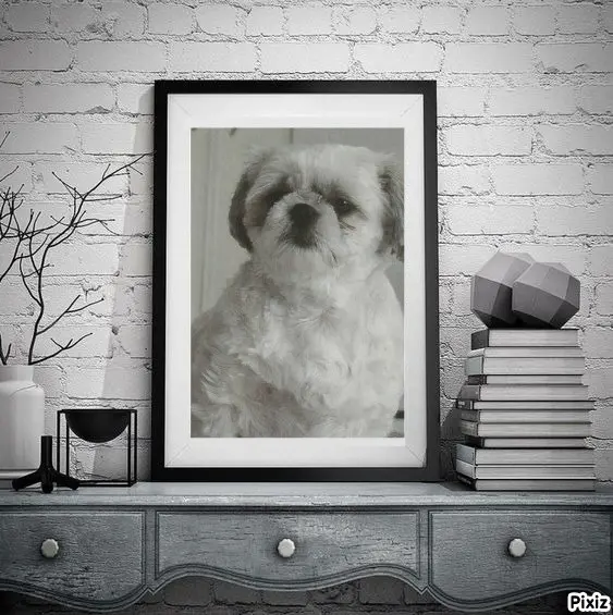 Condolence image of Tanja mit Timmy im Herzen 