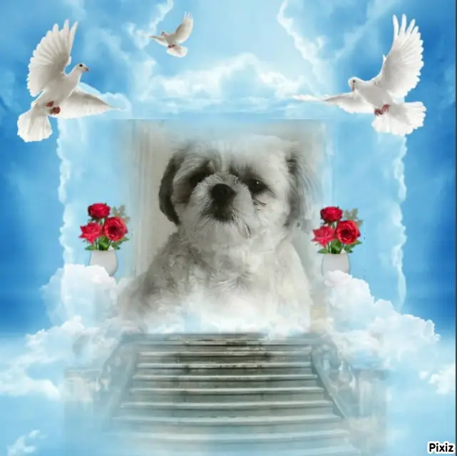 Condolence image of Tanja mit Timmy im Herzen 