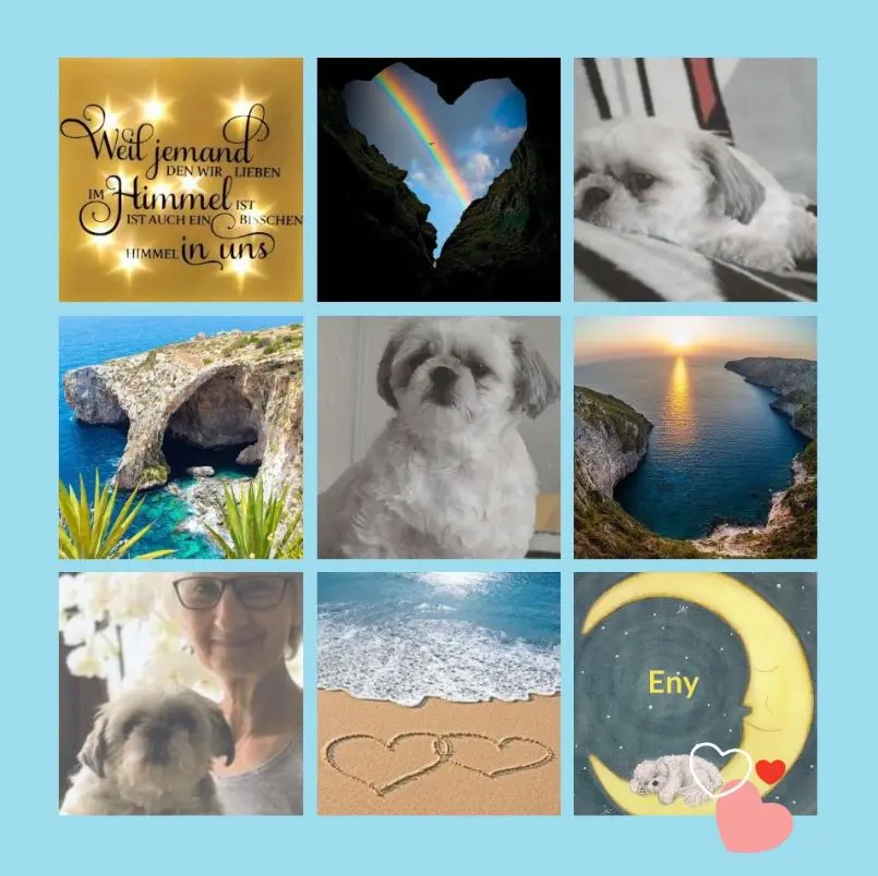 Condolence image of Rosen zum 2. Sternchentag für Eny