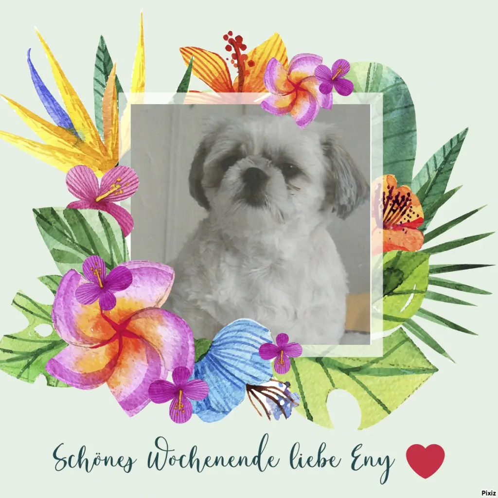 Condolence image of Tanja mit Timmy im Herzen