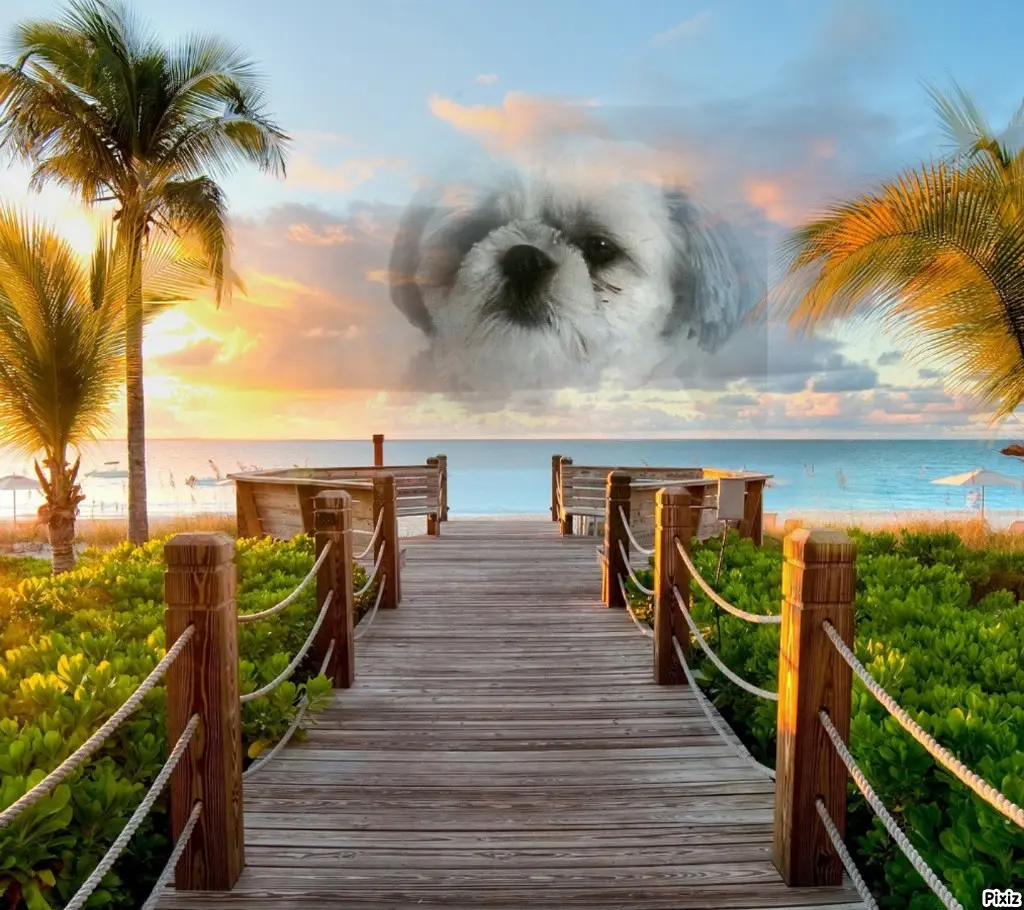 Condolence image of Tanja mit Timmy im Herzen