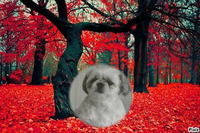 Condolence image of Tanja mit Timmy im Herzen 