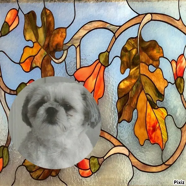 Condolence image of Tanja mit Timmy im Herzen 