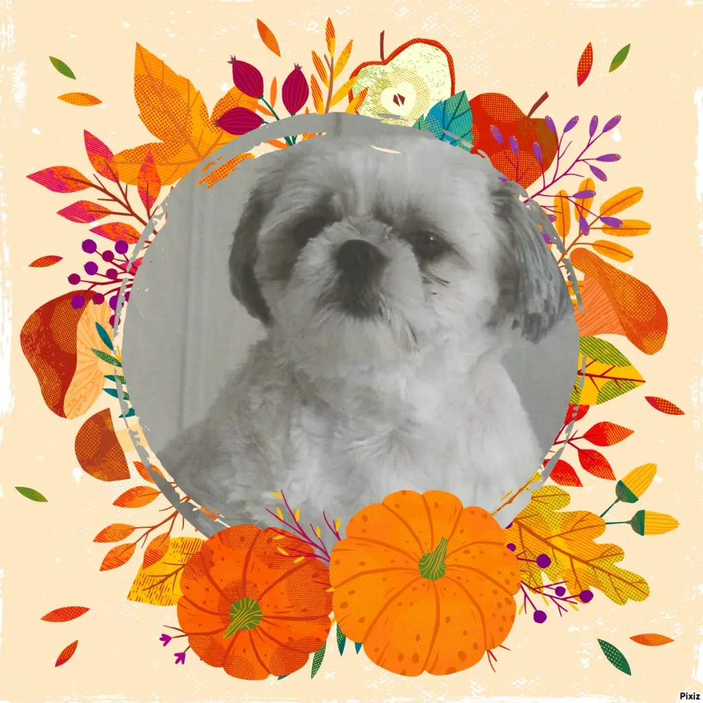 Condolence image of Tanja mit Timmy im Herzen 