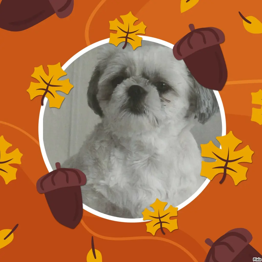 Condolence image of Tanja mit Timmy im Herzen 