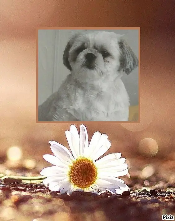 Condolence image of Tanja mit Timmy im Herzen 