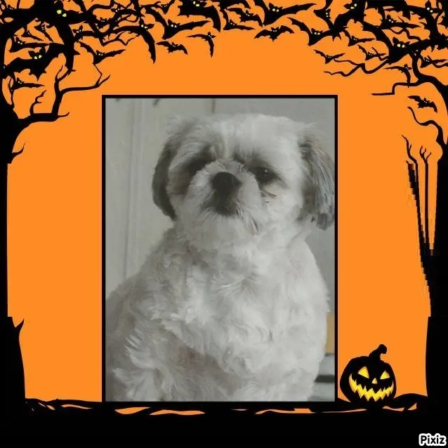 Condolence image of Tanja mit Timmy im Herzen 