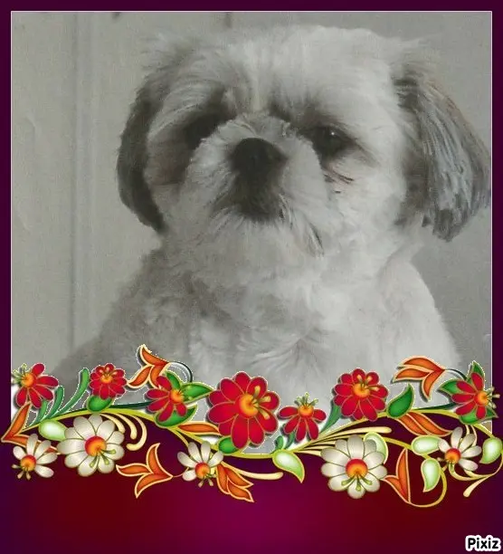 Condolence image of Tanja mit Timmy im Herzen 