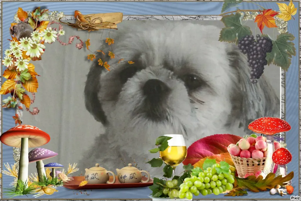 Condolence image of Tanja mit Timmy im Herzen 